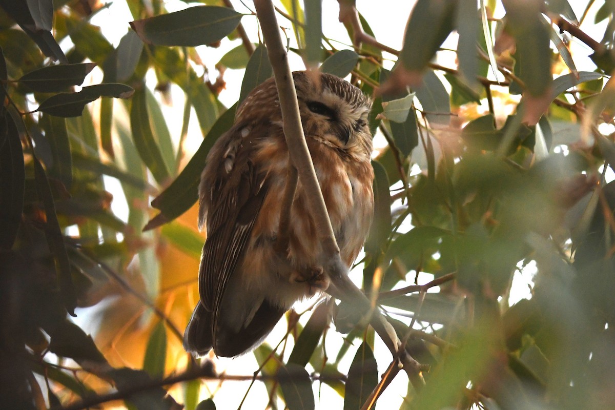 Североамериканский сыч - ML646821443