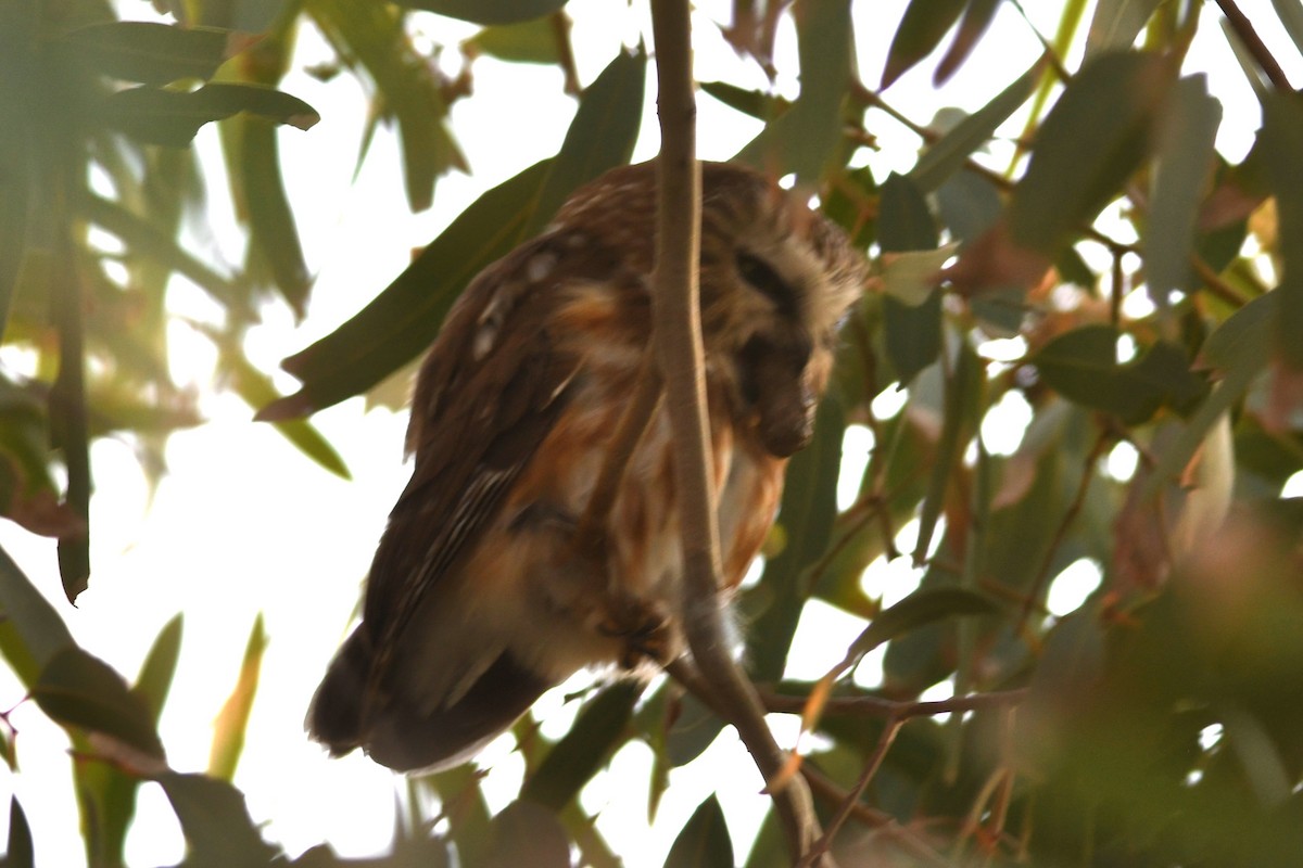 Североамериканский сыч - ML646821445