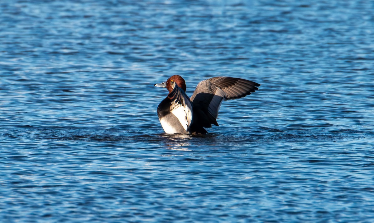 Redhead - ML646821446