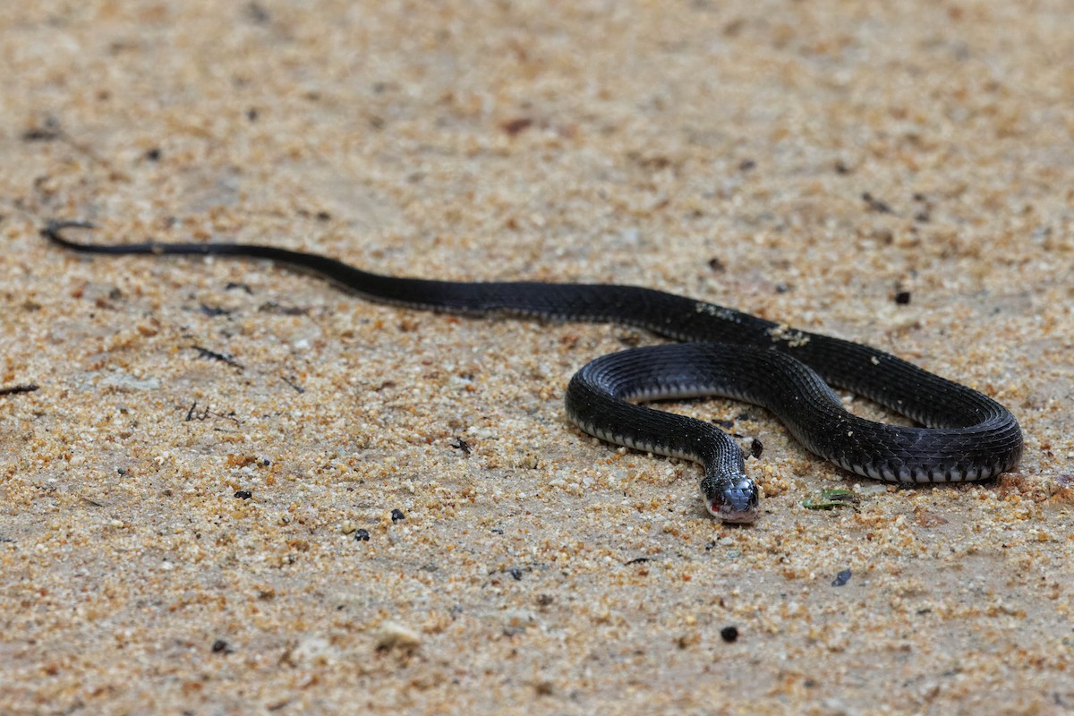Common keelback - ML646821447
