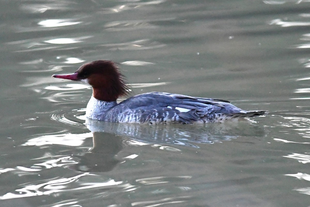 Большой крохаль - ML646821448