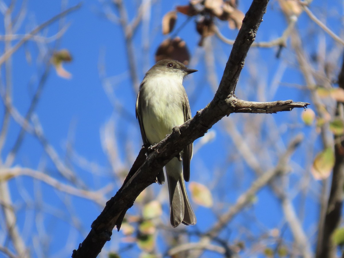 gråfibi - ML646821452