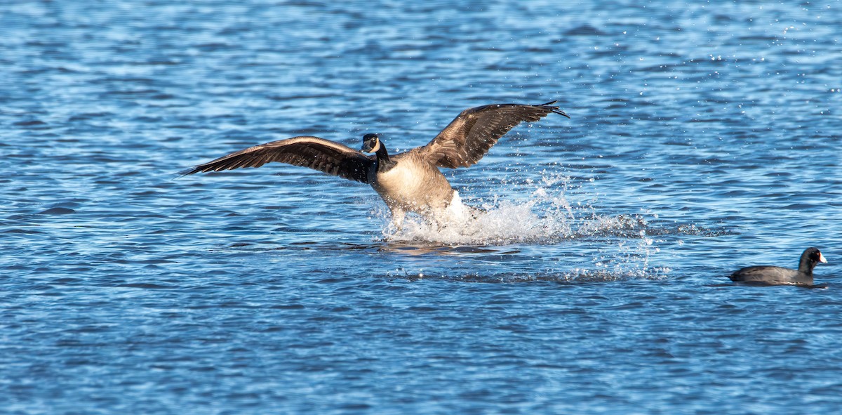 Oca canadese maggiore - ML646821453