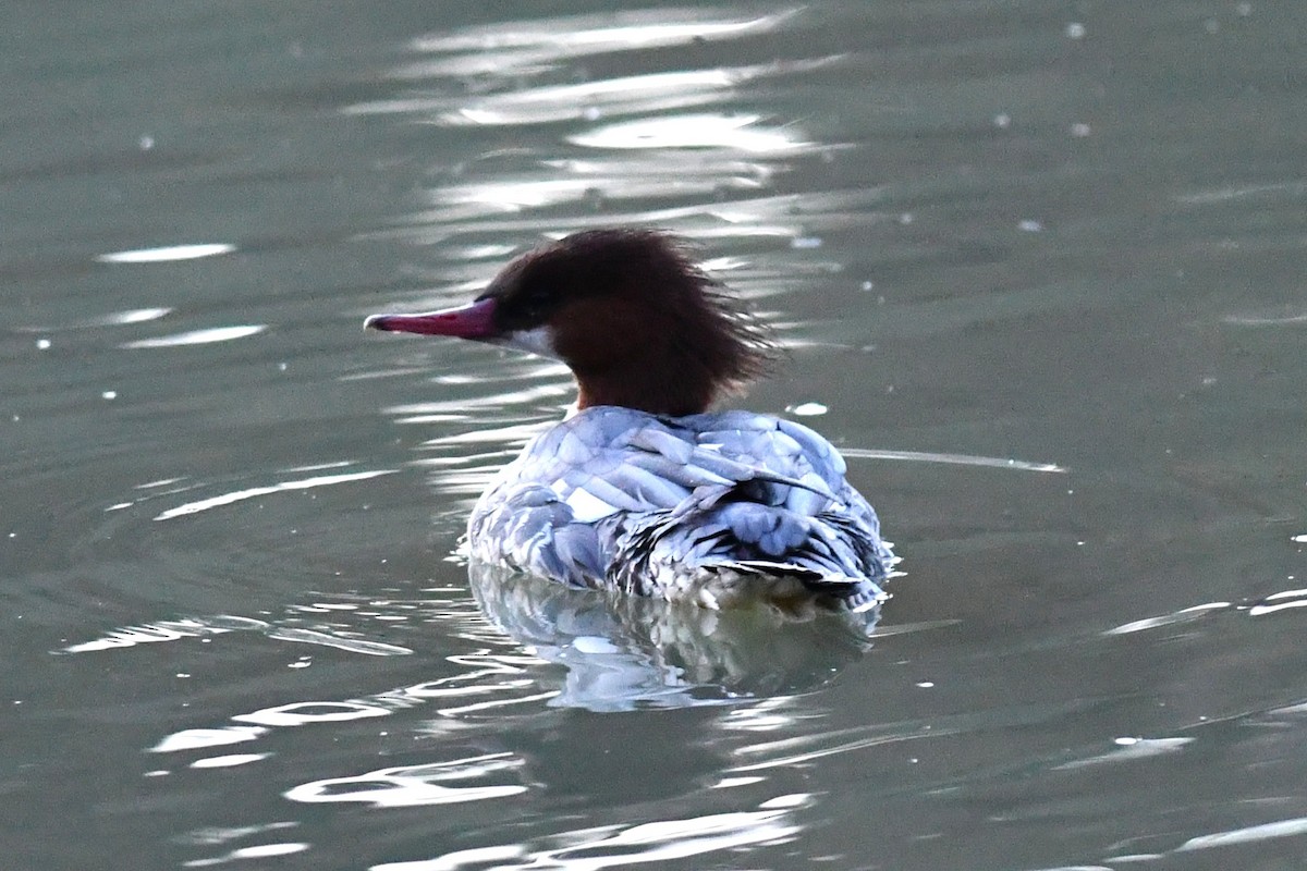 Большой крохаль - ML646821454