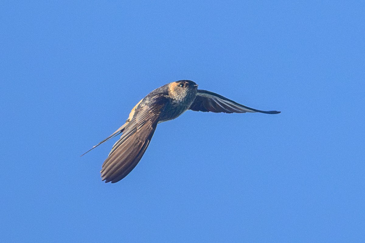 Doğulu Kızıl Kırlangıç [striolata grubu] - ML646821456