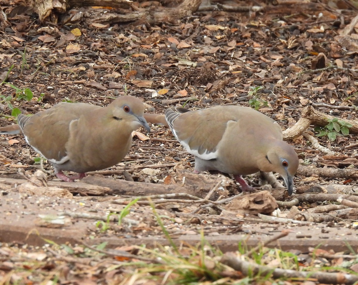 White-winged Dove - ML646821458