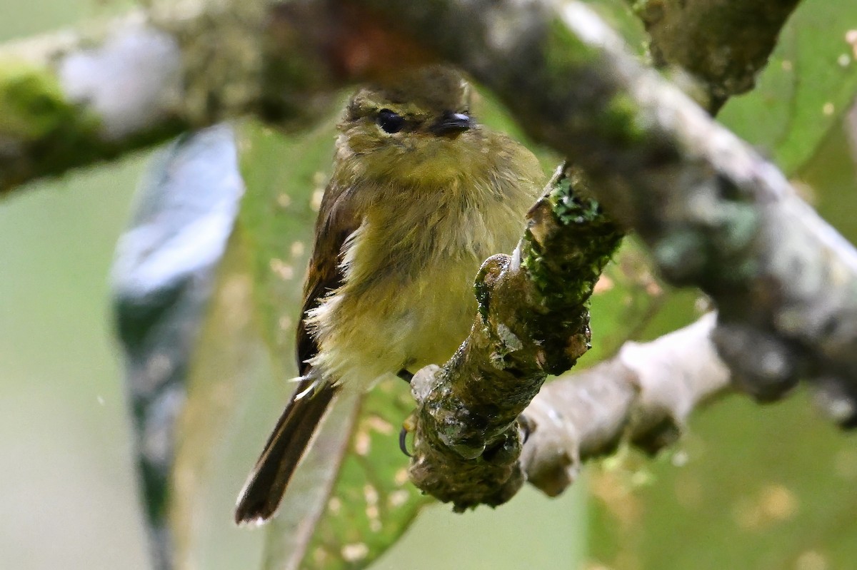 Курета оливкова - ML646821459