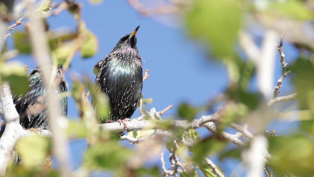 špaček obecný - ML646821460