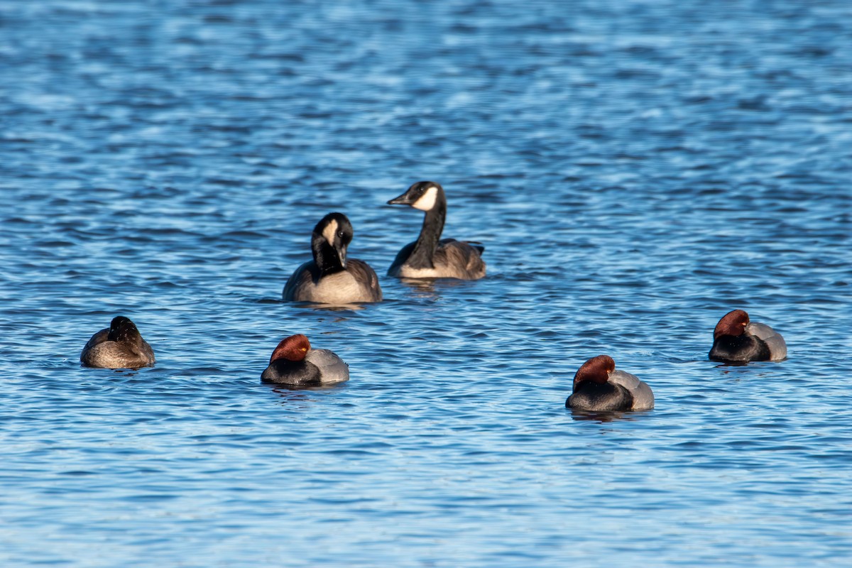 Oca canadese maggiore - ML646821464