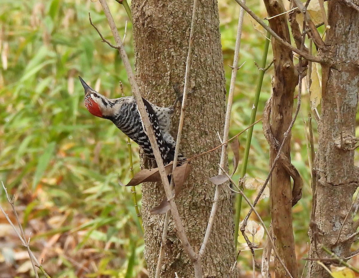 Ladder-backed Woodpecker - ML646821468