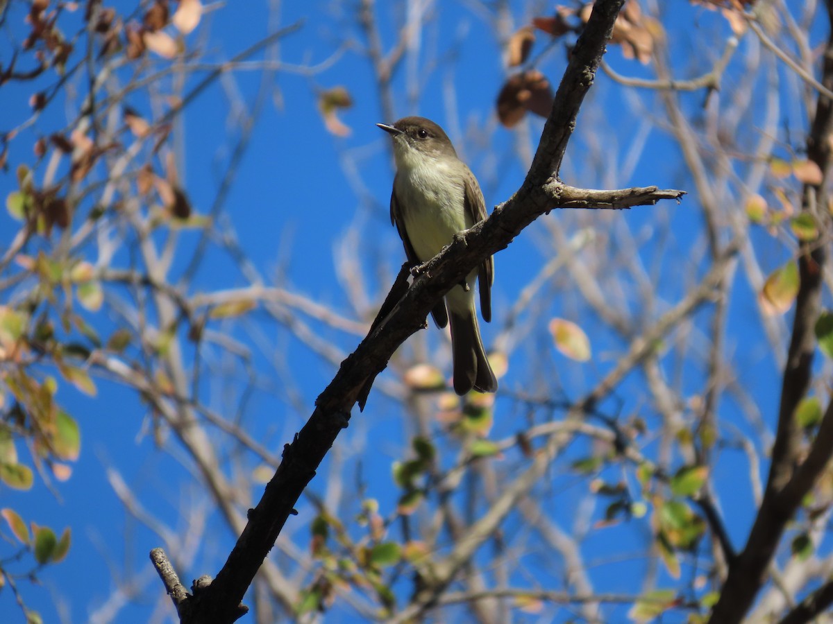 gråfibi - ML646821469