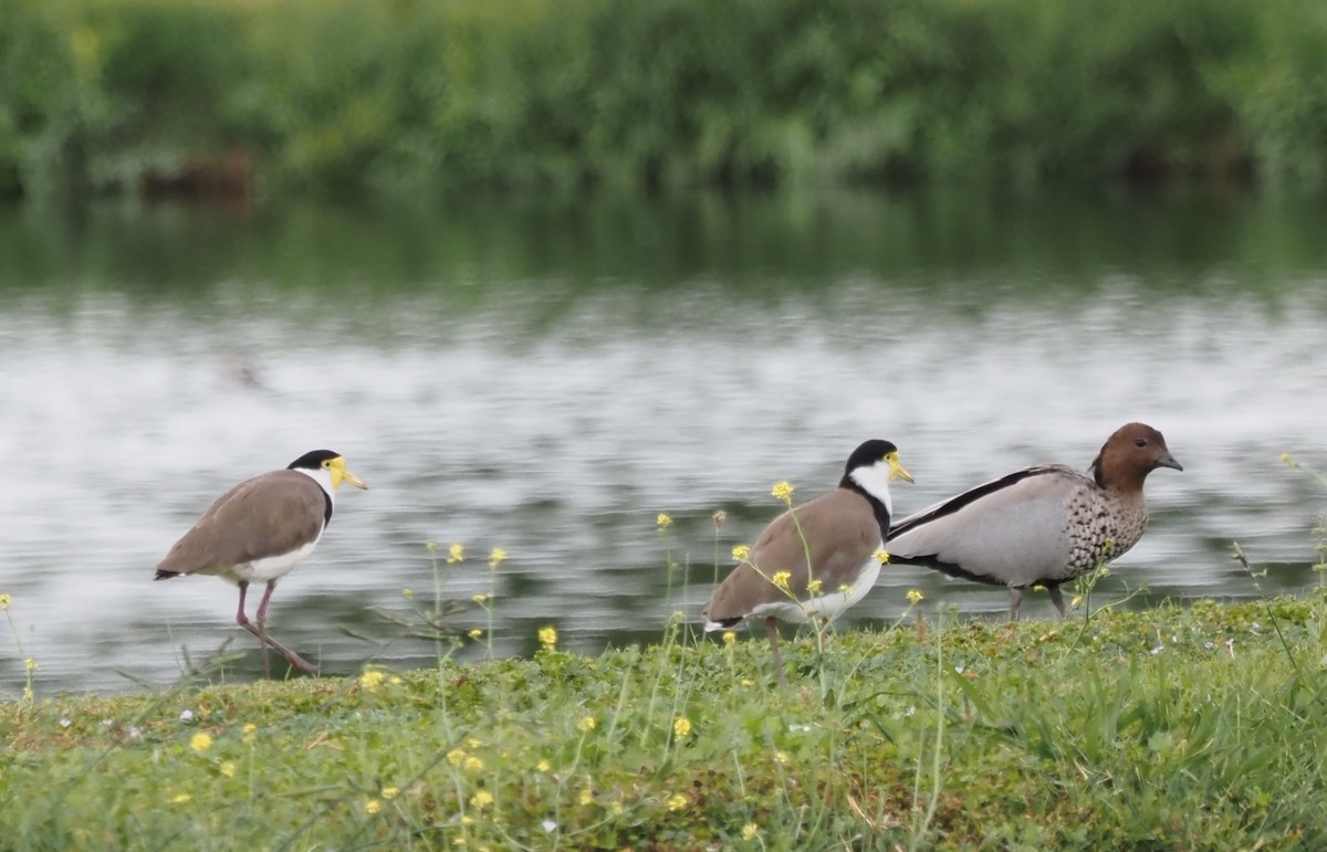 čejka australská - ML646821480