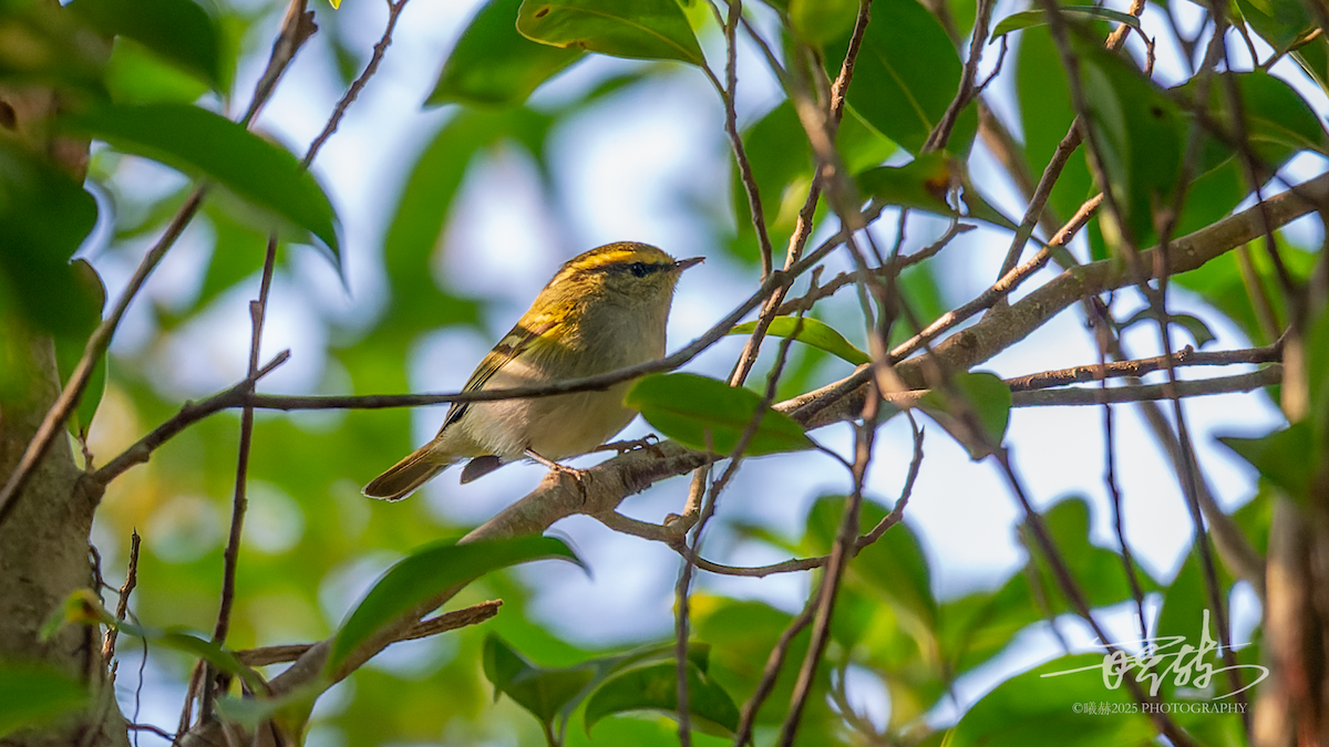 Вівчарик золотомушковий - ML646821482