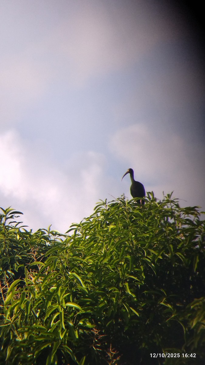 Nacktzügelibis - ML646821483