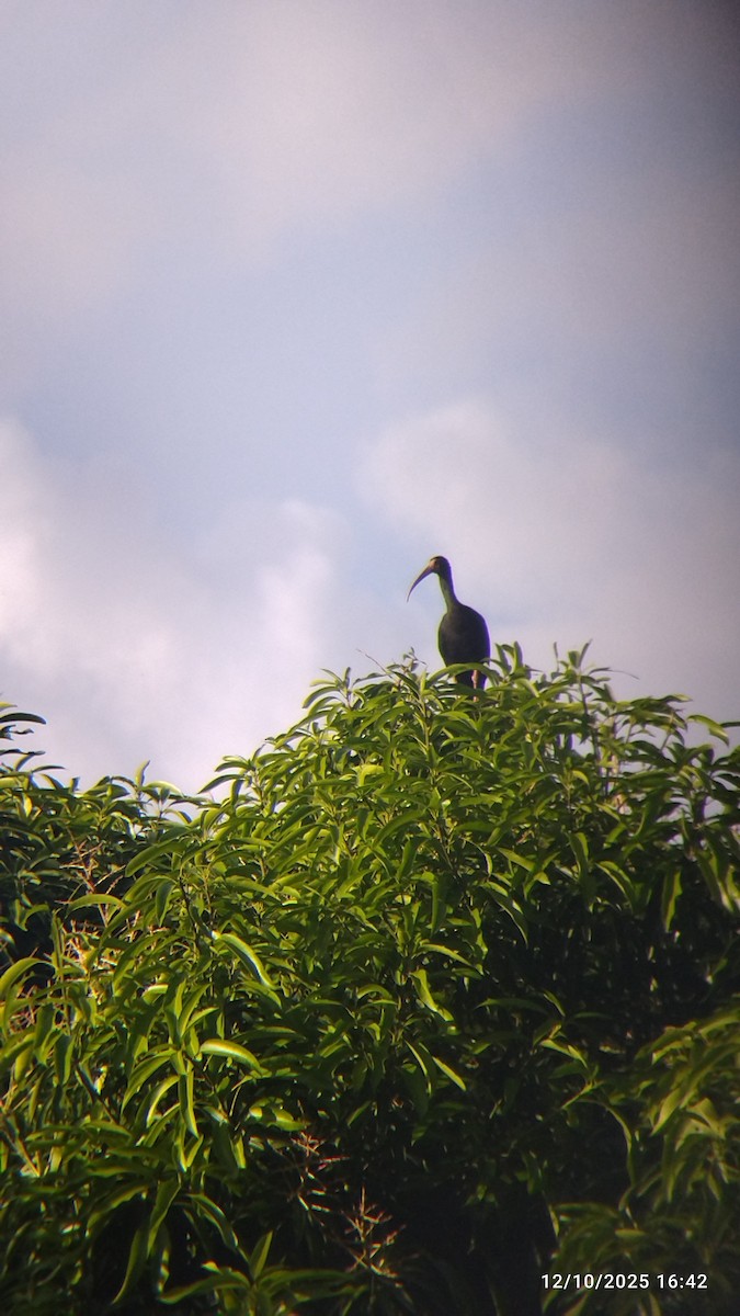 Nacktzügelibis - ML646821484