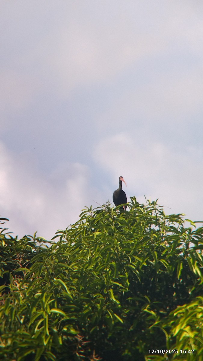 Nacktzügelibis - ML646821485