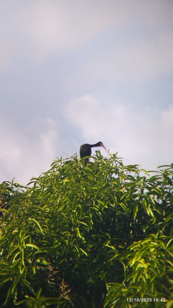 Nacktzügelibis - ML646821486