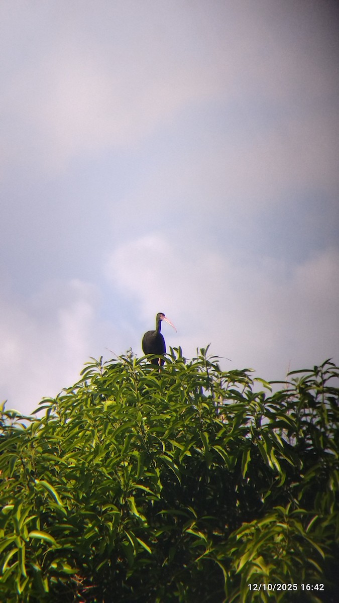 Nacktzügelibis - ML646821487