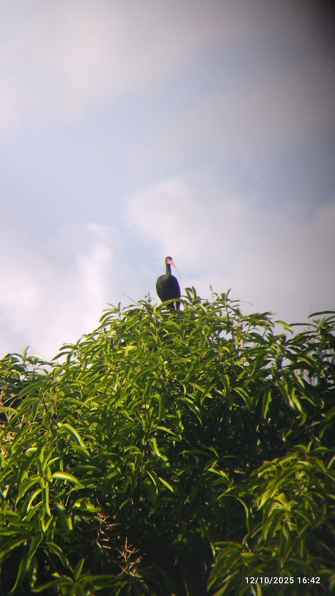 Nacktzügelibis - ML646821488