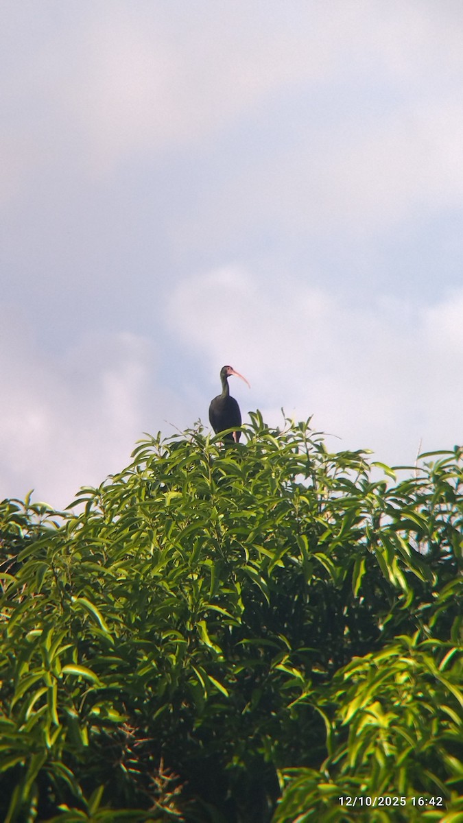 Nacktzügelibis - ML646821489