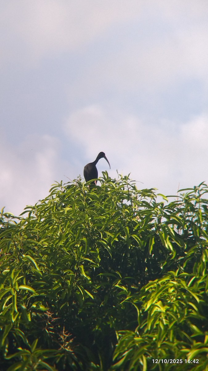 Nacktzügelibis - ML646821491