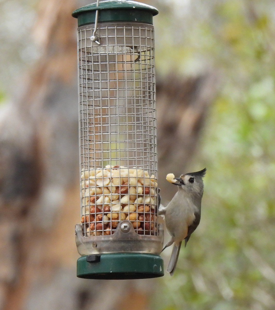 Black-crested Titmouse - ML646821495