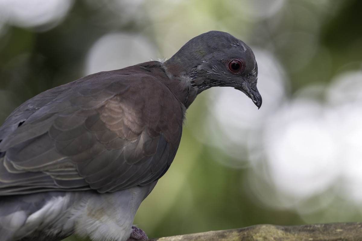 Pale-vented Pigeon - ML646821507