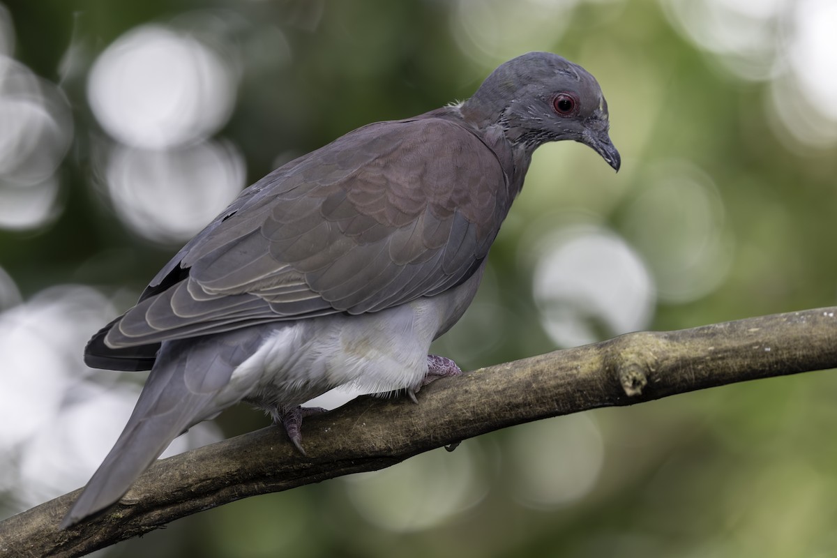 Pale-vented Pigeon - ML646821508