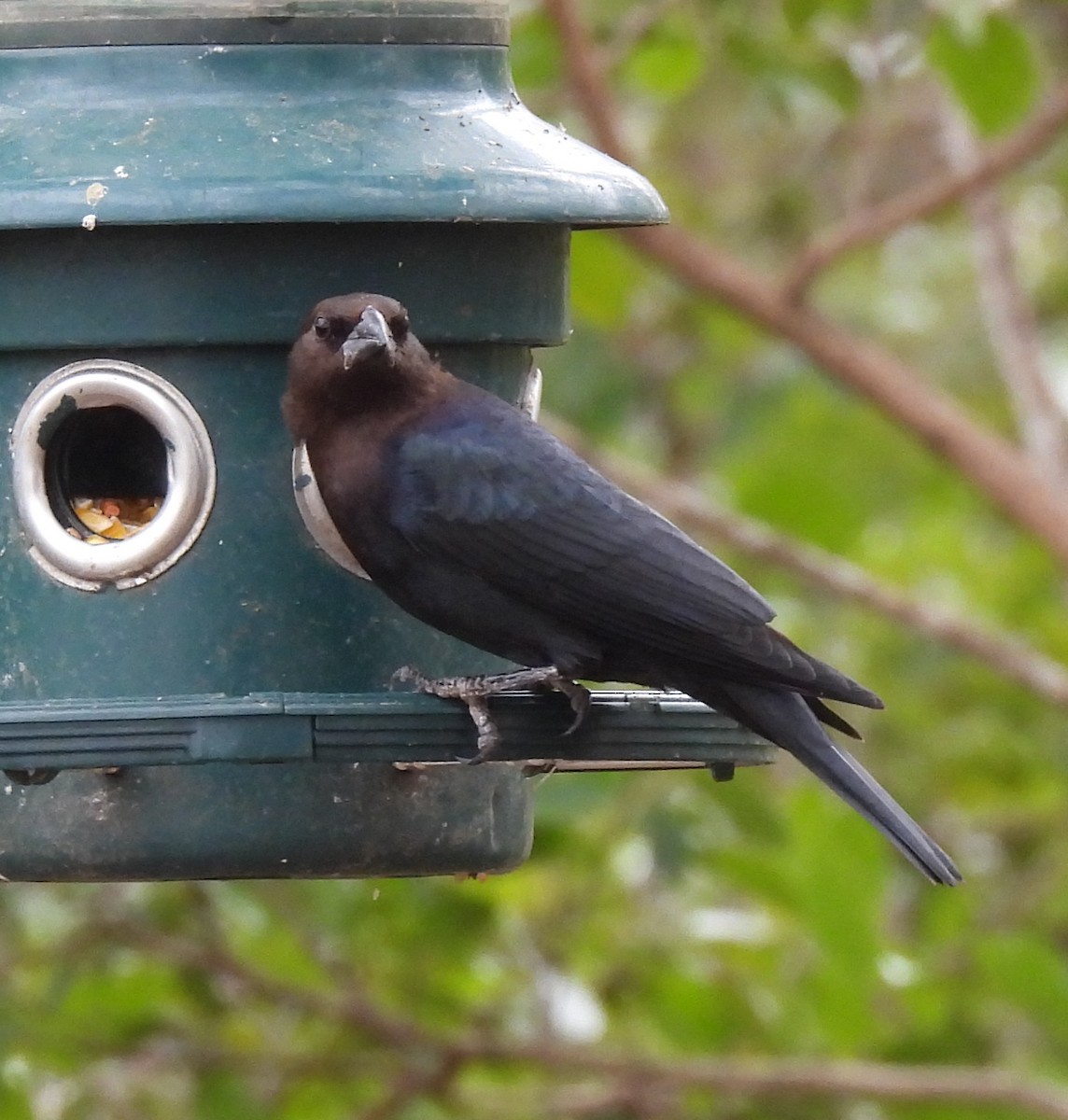 Brown-headed Cowbird - ML646821509