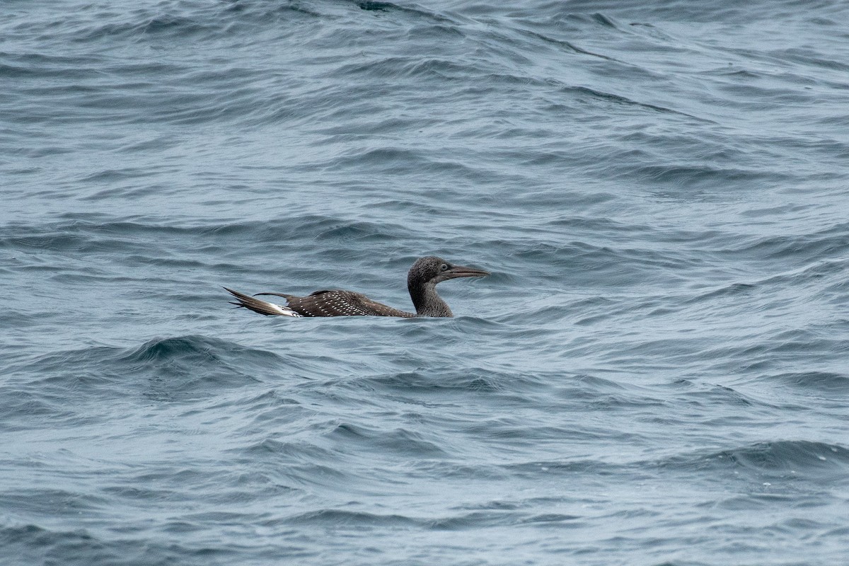 Сула атлантична - ML646821512