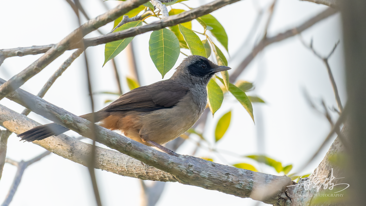 Чагарниця маскова - ML646821513