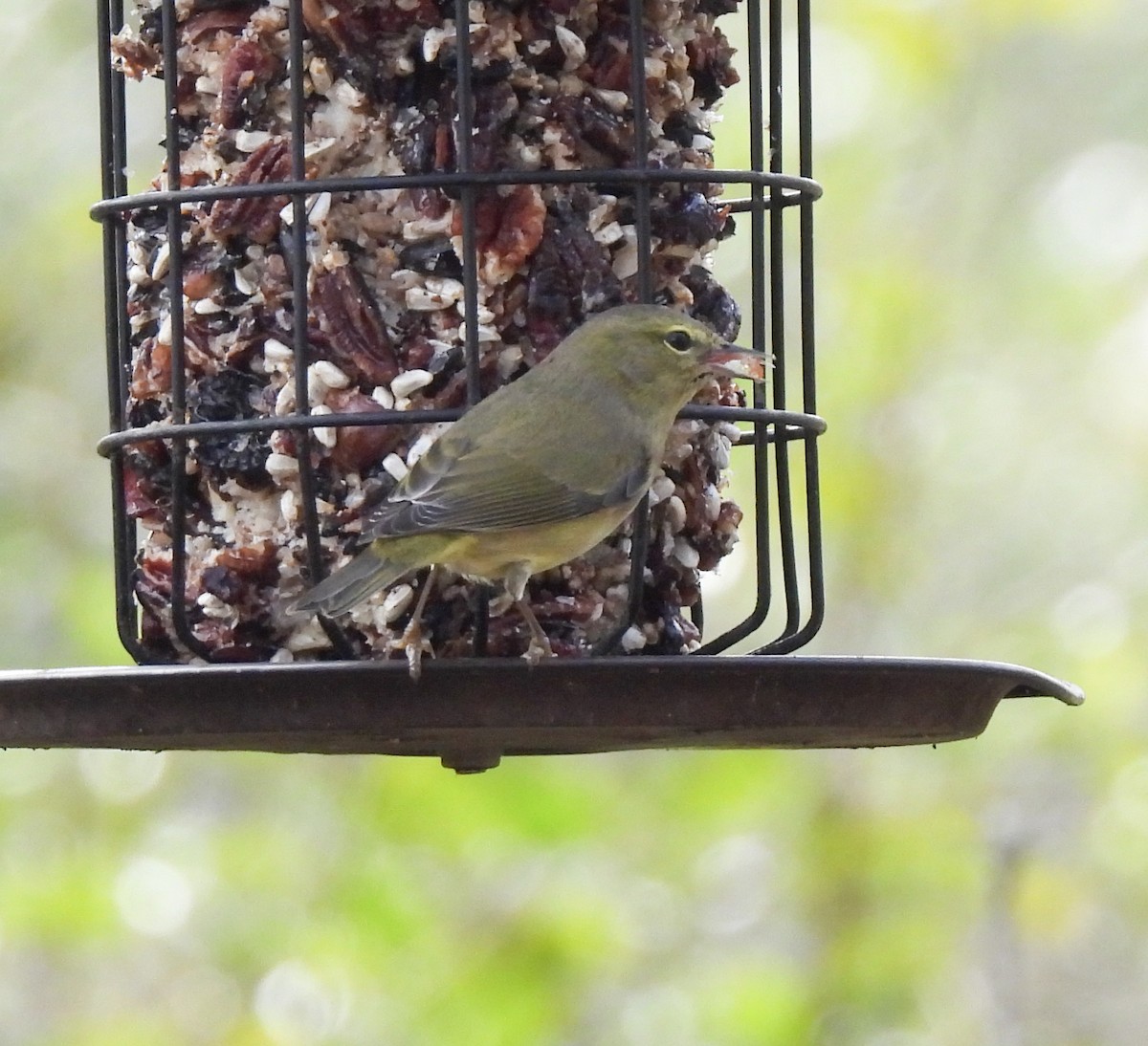 Orange-crowned Warbler - ML646821519