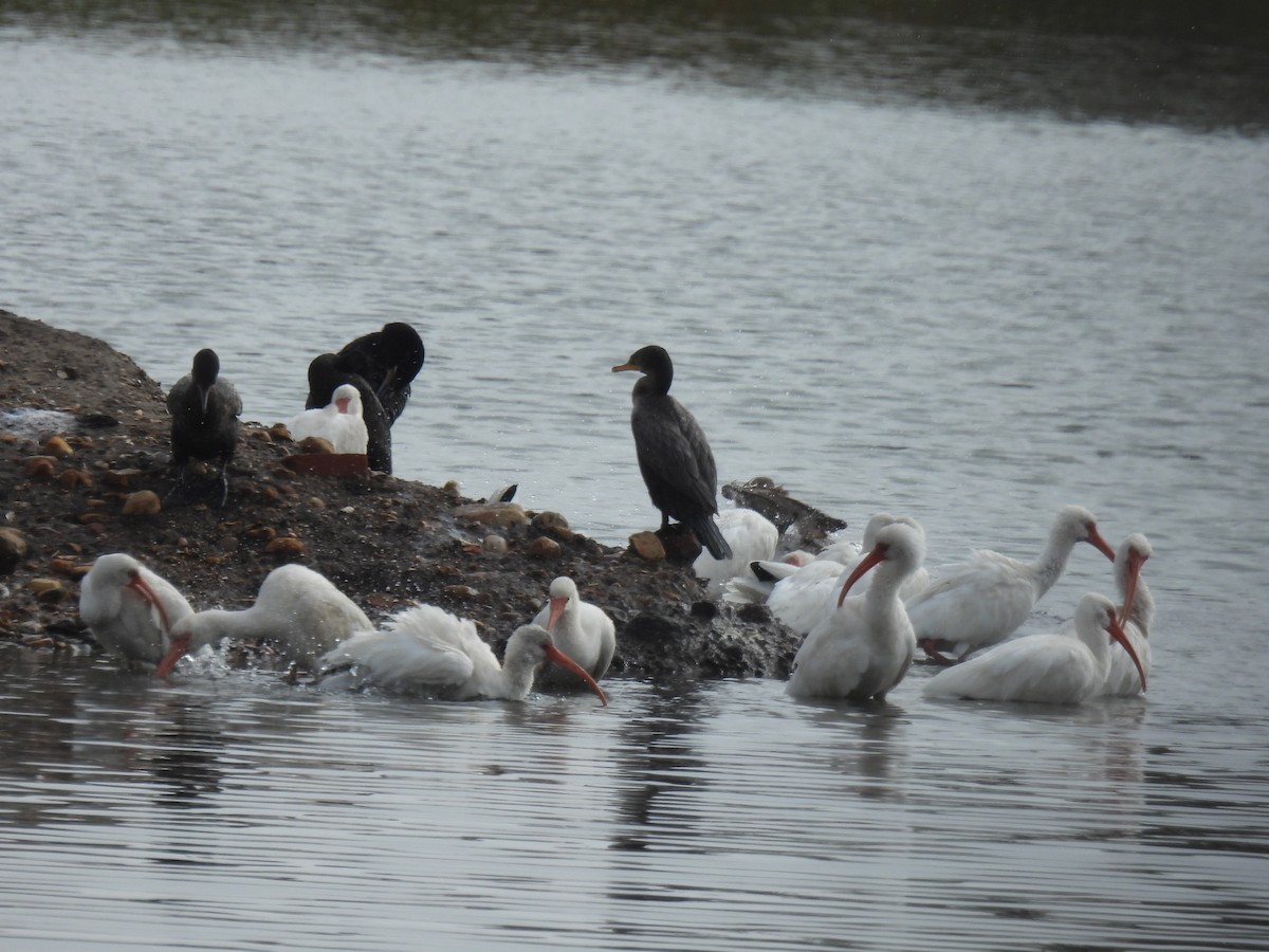 ibis bílý - ML646821522