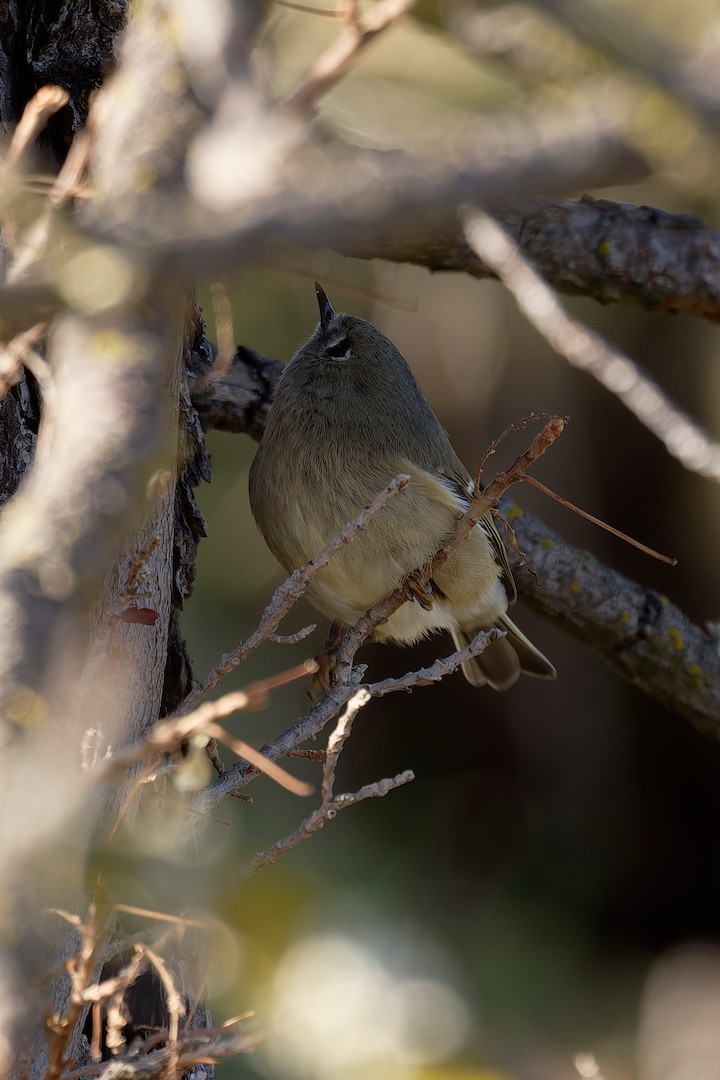 Ruby-crowned Kinglet - ML646821523