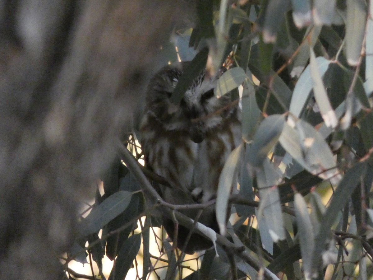 Northern Saw-whet Owl - ML646821525