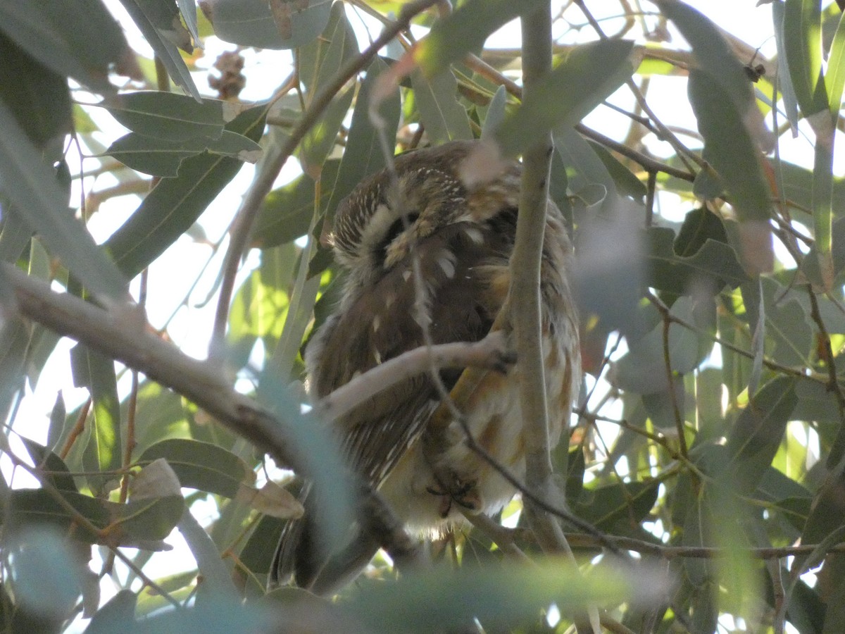 Northern Saw-whet Owl - ML646821526