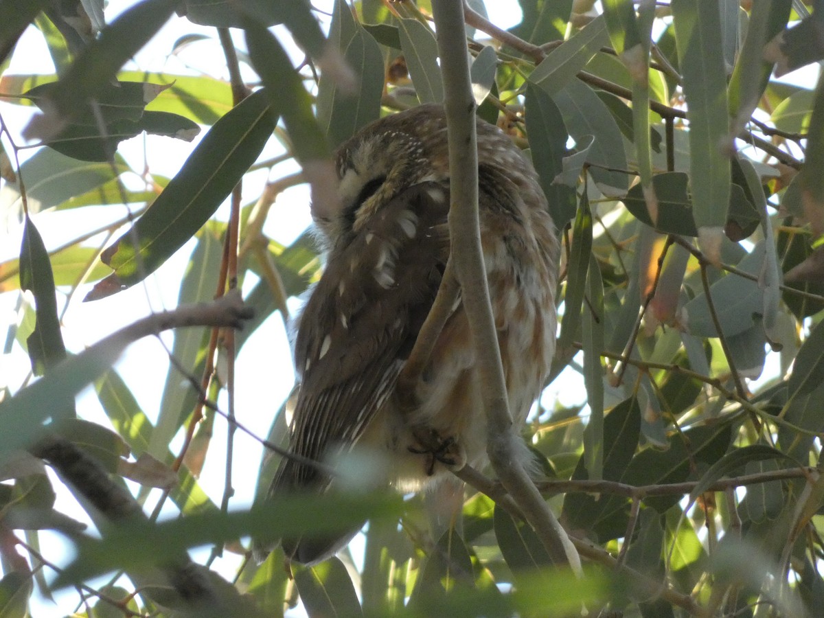 Northern Saw-whet Owl - ML646821527