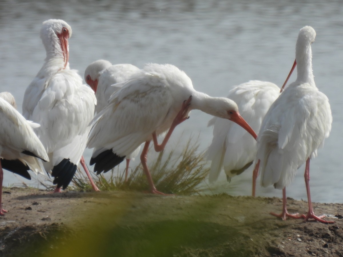 ibis bílý - ML646821530