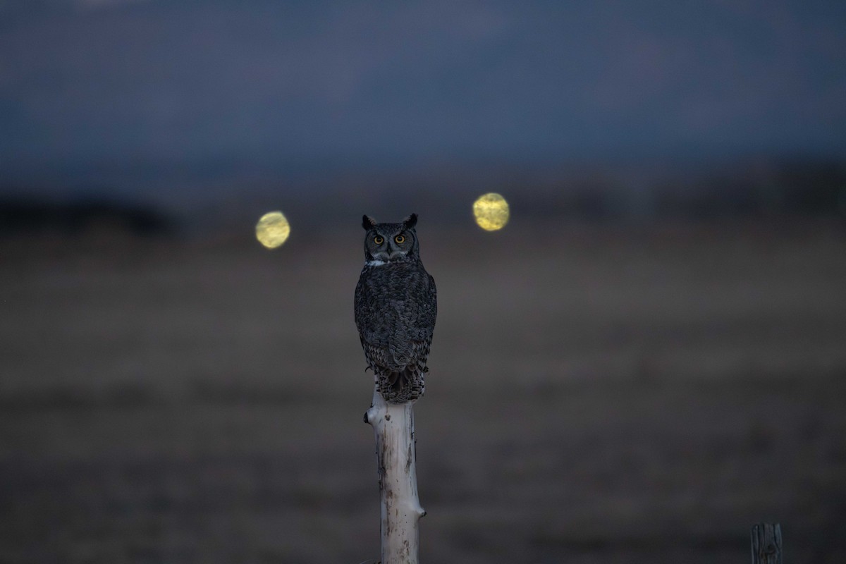 Hontz virginiarra - ML646821547