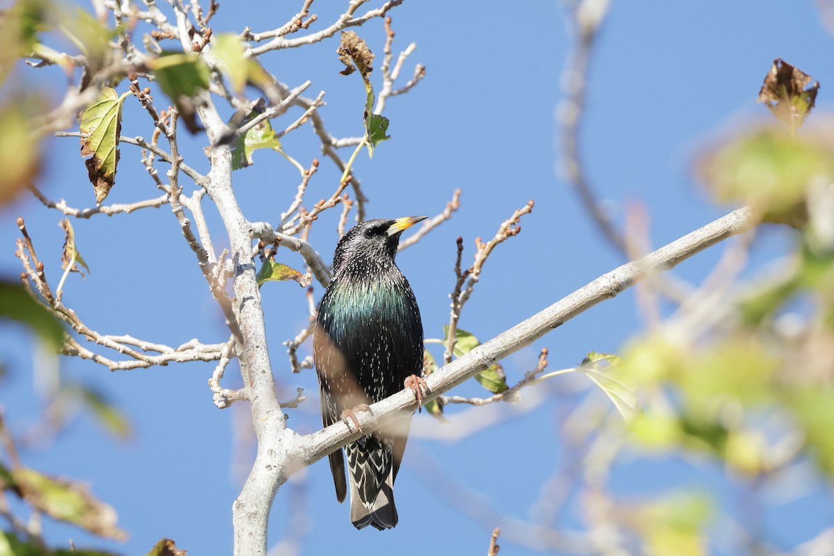 European Starling - ML646821548