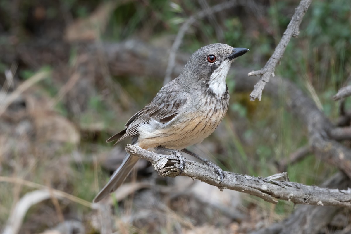 Schlichtmantel-Dickkopf - ML646821549