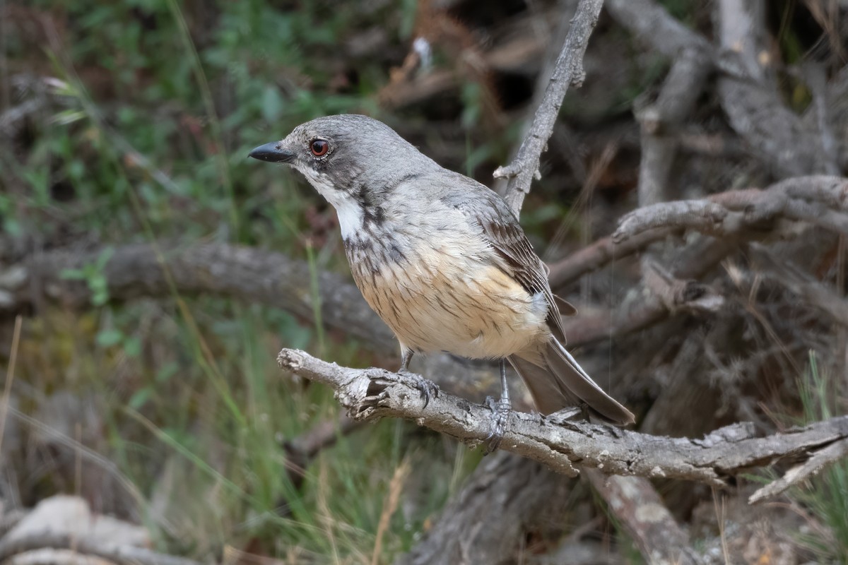 Schlichtmantel-Dickkopf - ML646821550