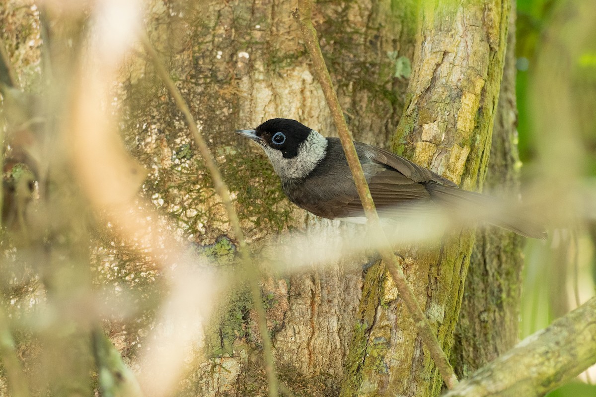Pied Monarch - ML646821551