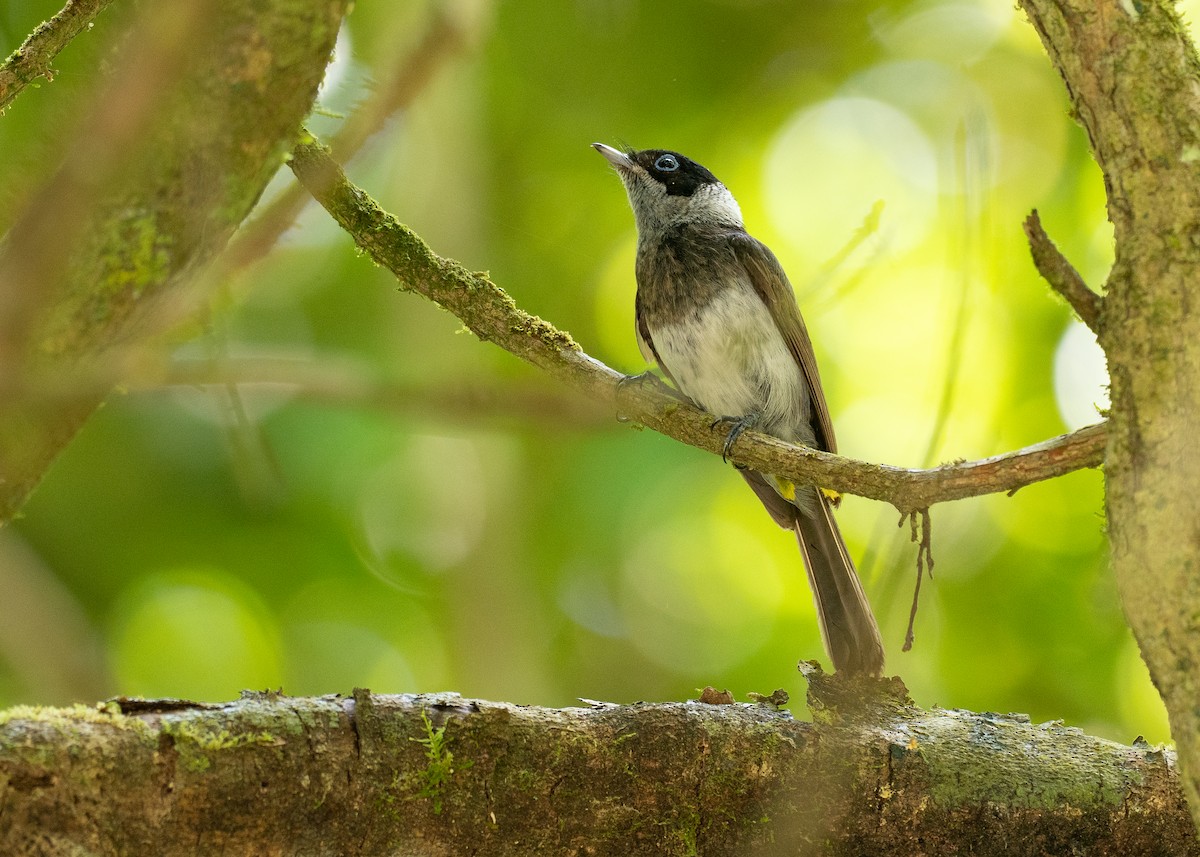 Pied Monarch - ML646821552