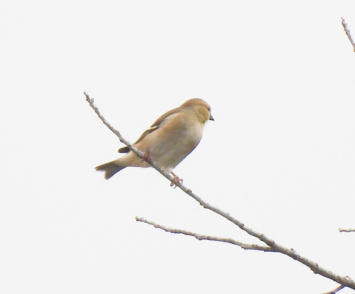 American Goldfinch - ML646821553
