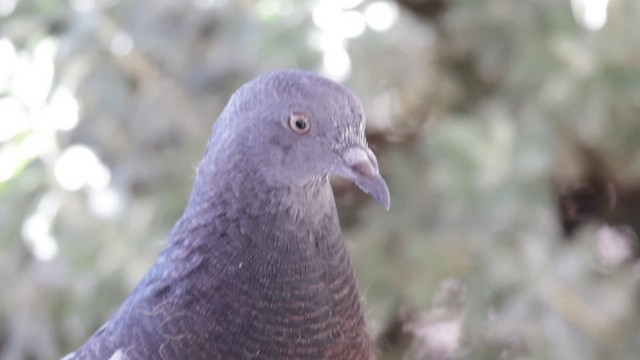 holub skalní (domácí) - ML646821554