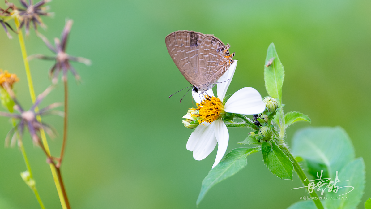 Dark Cerulean - ML646821561