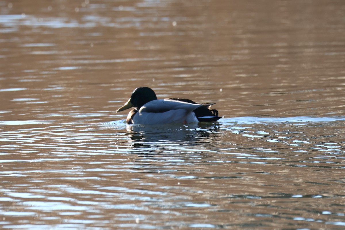 Mallard - ML646821567