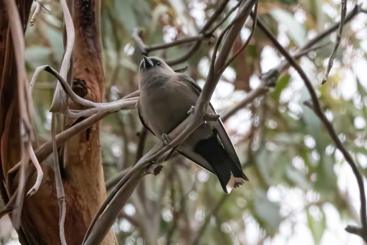 Rußschwalbenstar - ML646821568