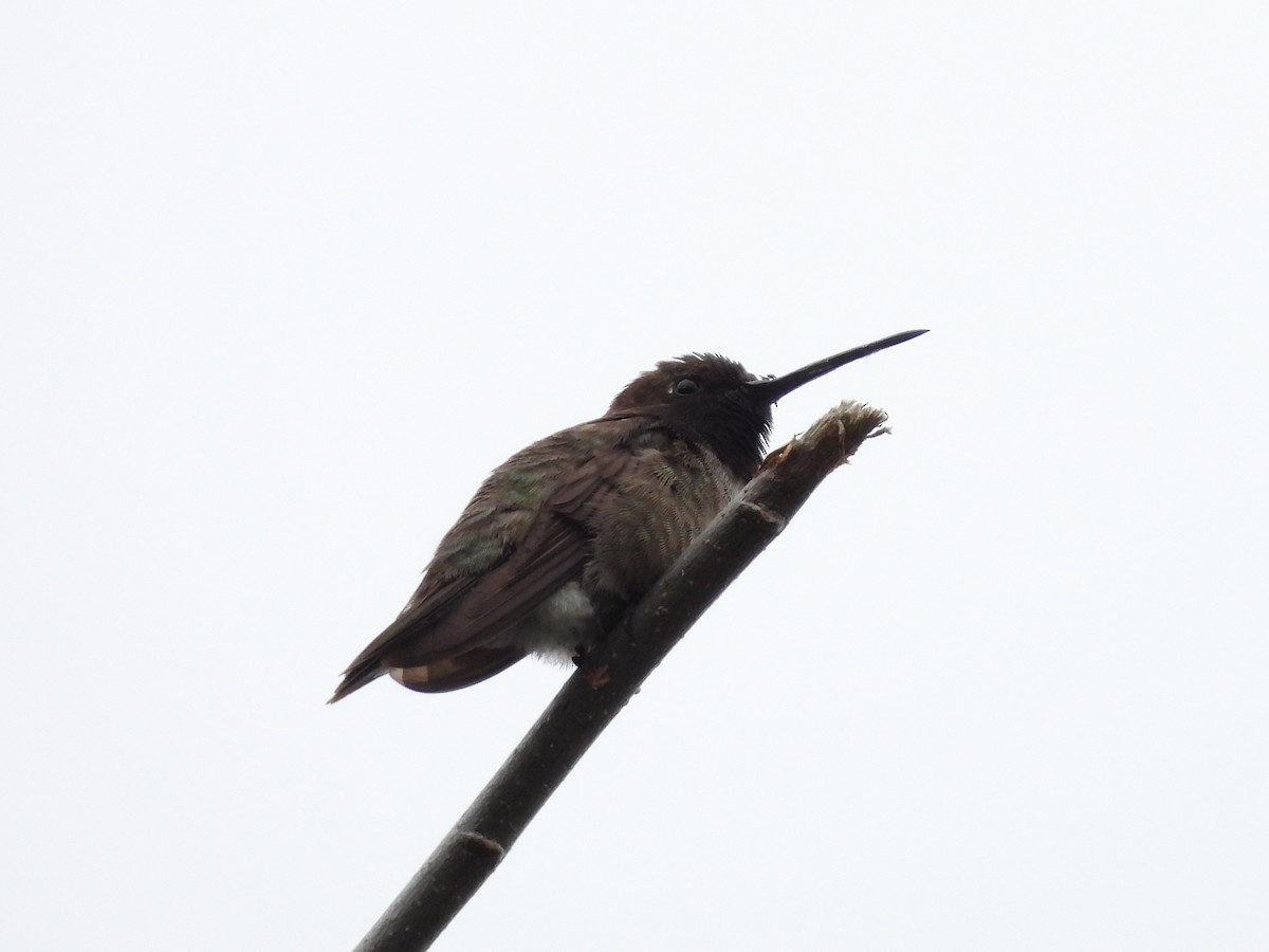 Black-chinned Hummingbird - ML646821569